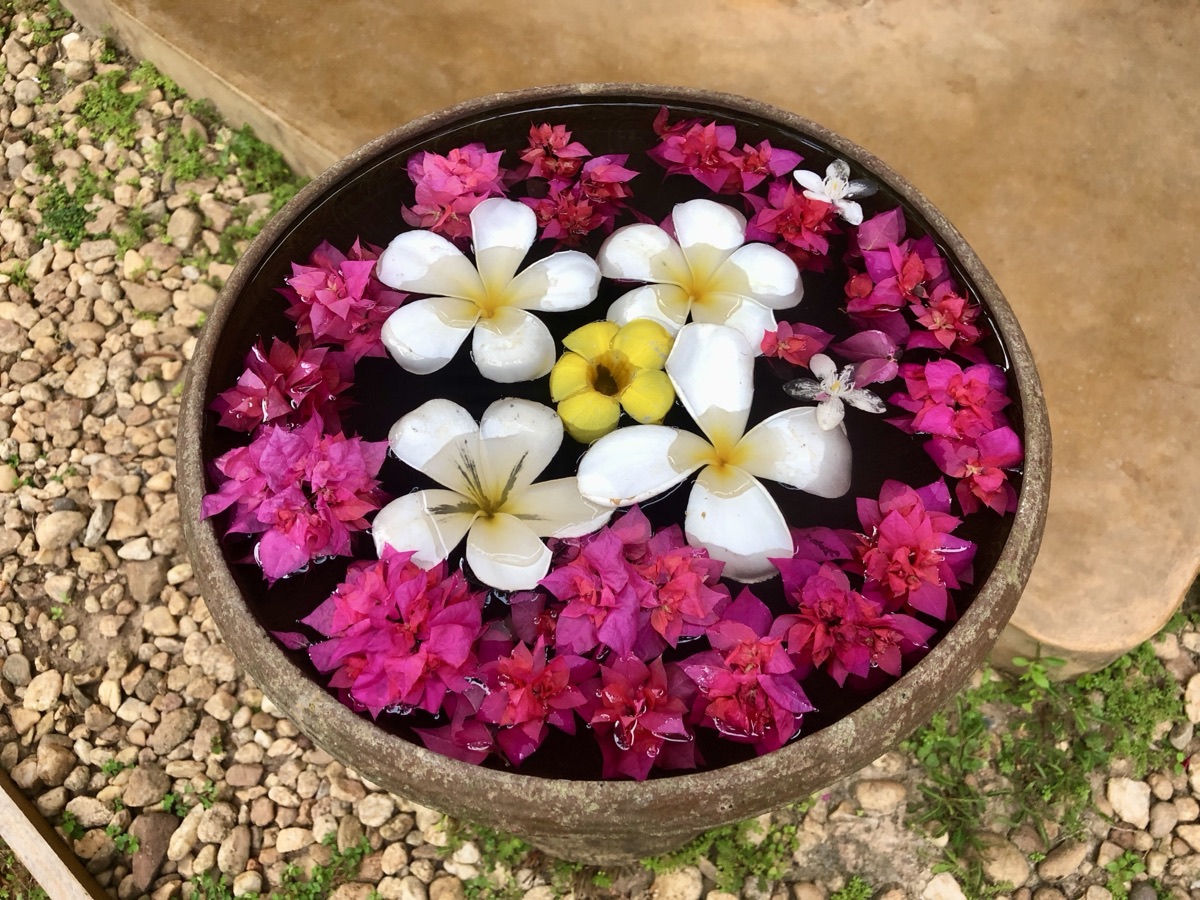 Frangipani and bougainvillea flowers floating in a spa bowl