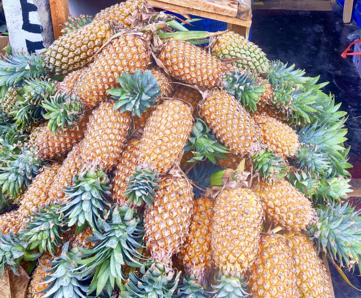 Freshly harvested pineapples piled up at a Midigama fruit farm