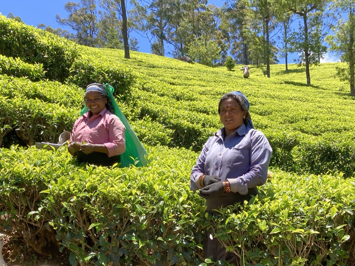 Tea pickers smiling among the tea bushes at a Sri Lankan estate