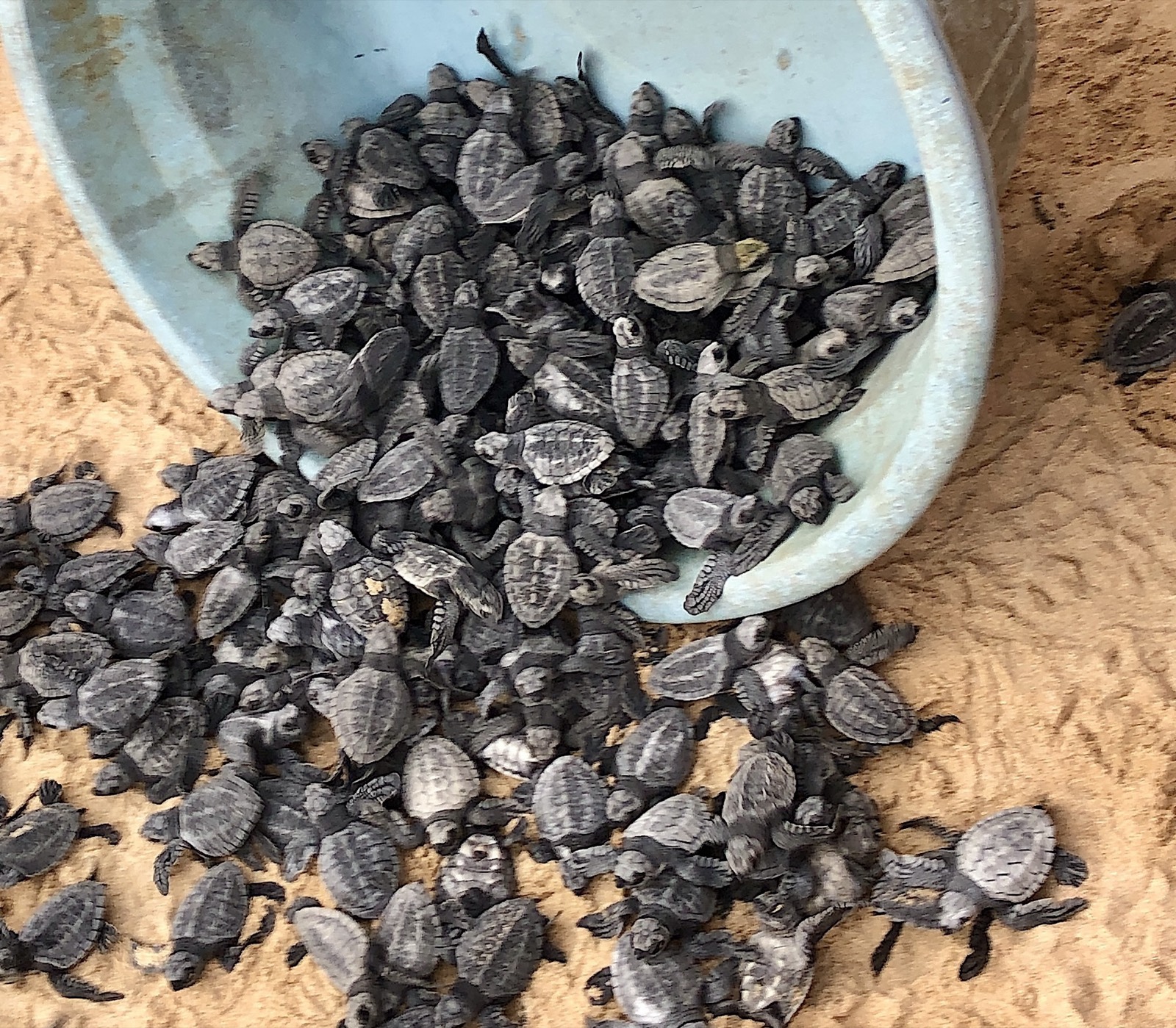 Rescued baby sea turtles being released from a bucket onto the sand