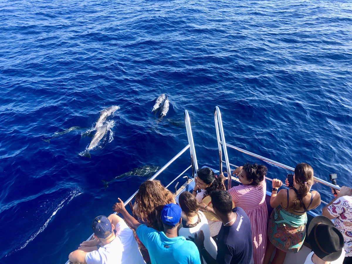 Dolphins swimming alongside a whale-watching boat off Mirissa