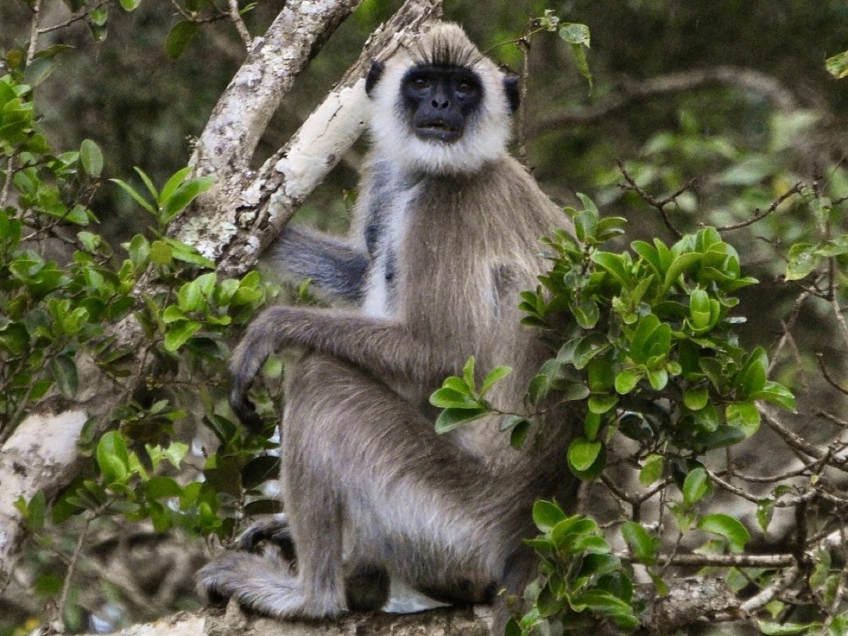 A grey langur monkey in the trees at Yala National Park